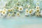 Blooming chamomile flowers on a vibrant teal blue wooden background