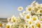 Blooming chamomiles outdoors on sunny day, closeup