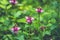 Blooming Chelone obliqua Rose turtlehead in the garden