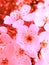 Blooming cherry background elegant, wallpaper springtime card