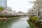 Blooming cherry blossom alley in spring at Lotte World tower