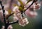 Blooming Cherry Blossoms: Signaling Spring\\\'s Arrival