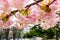 Blooming cherry branch with flowers and leaves. Pink sakura lush blossoming with rain drops on a city street. Nature and botany,