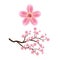 Blooming cherry branch vector illustration