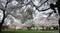 Blooming cherry branches frame park trail in campus