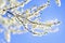 Blooming cherry flowers with blue sky on background