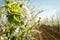 Blooming cherry garden. Industrial plantings.