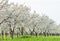 Blooming cherry orchard