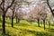 Blooming cherry orchard. Spring mood in the orchard. Blooming cherries and apple trees. Pink and fresh green.