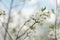 Blooming cherry orchards in May. White flower branch in spring, close-up selective focus