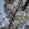 Blooming cherry plum fell under the snowfall. Closeup of white flowers of a cherry plum tree covered with snow