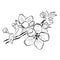 Blooming cherry. Sakura branch with flower buds. Black and white drawing of a blossoming tree in spring. Logo with
