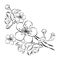 Blooming cherry. Sakura branch with flower buds. Black and white drawing of a blossoming tree in spring. Logo with