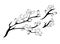 Blooming cherry. Sakura branch with flower buds. Black and white drawing of a blossoming tree in spring. Logo with