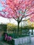 Blooming cherry tree and bicycles parked in house yard.