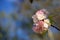 Blooming cherry tree branch on a blurred background