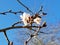 Blooming cherry tree flower close-up