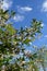 Blooming cherry tree in the garden. Graceful branches with white flowers and green leaves in spring day