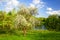 Blooming cherry tree on lake side in the evening. Spring nature.