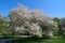 Blooming cherry tree in the park