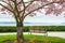 Blooming Cherry Tree Park Bench Sea