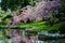Blooming cherry tree, sakura next to a pond at  Hatley Park