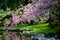 Blooming cherry tree, sakura next to a pond at  Hatley Park