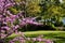 Blooming cherry tree in spring park