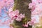Blooming cherry tree trunk. Floral spring background.