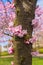 Blooming cherry tree trunk. Symbol of spring