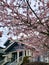 Blooming cherry trees in the city. Natural spring floral background