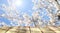 Blooming cherry trees with empty wooden table background.