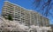 Blooming cherry trees in front of a high rise multistory building