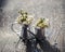 Blooming cherry in watering can and jug