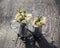 Blooming cherry in watering can and jug