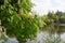 Blooming chestnut tree