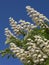 Blooming chestnut tree flowers on the blue sky