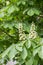 Blooming chestnut, white cones candle of chestnut flowers, flowers and leaves ovary of horse chestnut fruit