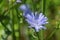 Blooming chicory