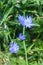 Blooming chicory