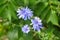 Blooming chicory