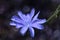 Blooming chicory