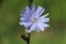 Blooming chicory