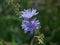 Blooming chicory flowers close-up