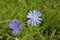 Blooming chicory in the meadow, medicinal wildflower. Chicory root replaces coffee.