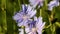 Blooming chicory and Wild bees.