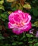 Blooming china rose