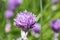 Blooming chive onion purple violet flower, sunny day, close up photo, bokeh