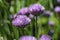 Blooming chive onion purple violet flowers, sunny day, close up photo