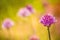 Blooming chive in spring with blurred yellow background